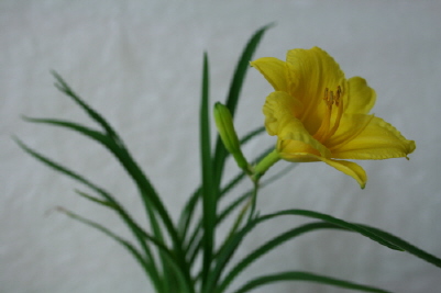 산유화 이미지