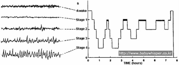 잠단계의 시간대별변화