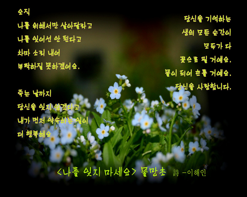 물망초 이미지