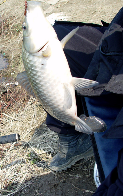 47f6caefb4115&filename=2008-04-04-34