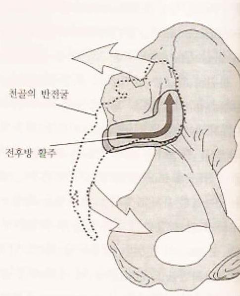 Sacral Nutation